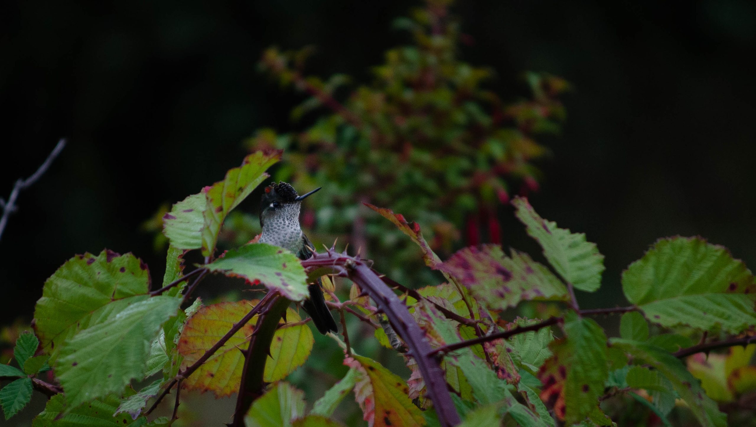 Flora y fauna local se puede ver en alto biobio